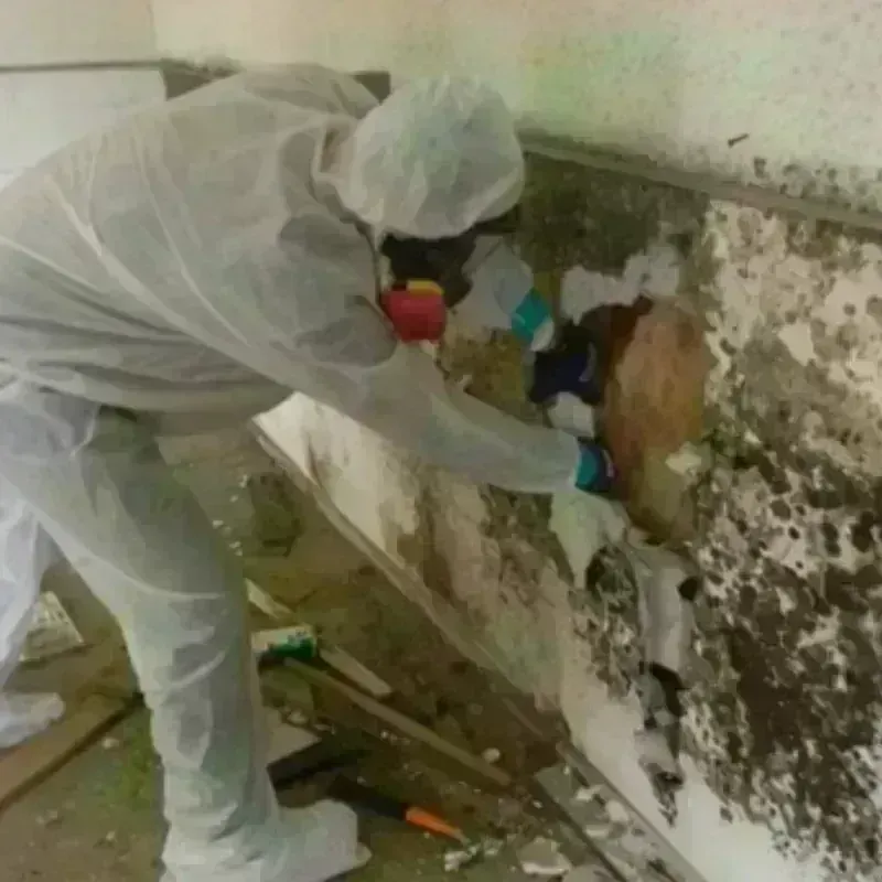 Mold Remediation and Removal in Fairview, TX